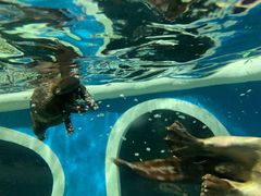 -成都浩海立方海洋公园