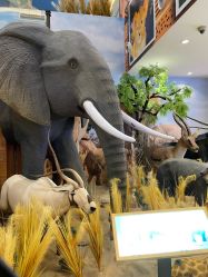 -卡通尼·Safari非洲探索乐园·生日会(金桥国际商业广场店)