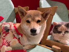 -猫色咖啡·猫咖