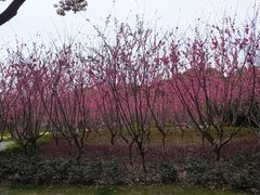 -上海市龙华烈士陵园