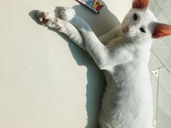 -飞行喵MR PILOT|猫舍·猫咖(静安大融城店)