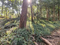 -上海佘山国家森林公园天马山园