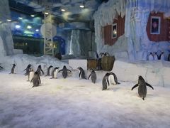 -芜湖新华联大白鲸海洋公园