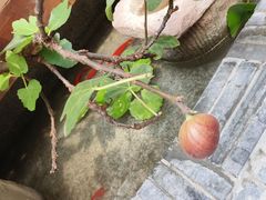 -南堂小馆·川菜馆(德商国际店)