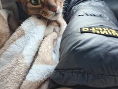 -瑞派福兴宠物医院犬猫全科·骨科·中西医结合(河东店)