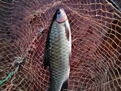 -靖西鹅泉风景区