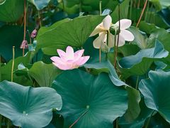 -莲花池公园