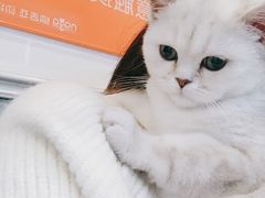 -纳吉亚猫专科动物医院·北北分院