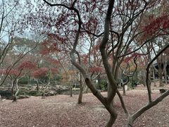 -秋霞圃