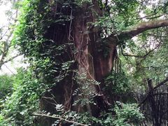 同里国家湿地公园-同里国家湿地公园