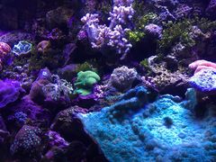 -悉尼海洋生物水族馆