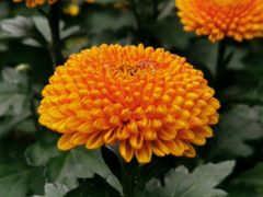 -菊花台公园