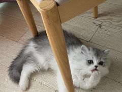 -欣宠猫屋·矮脚拿破仑·蓝金金渐层