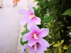 -田园东方蜜桃村的田野营地