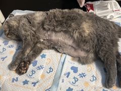 -美联众合动物医院·24h转诊中心