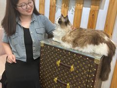 -青奢宠物·青奢猫舍