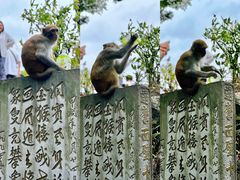 -黔灵山公园