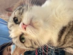 -猫小院猫主题餐厅(南锣旗舰店)