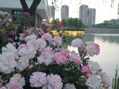 -青枫公园