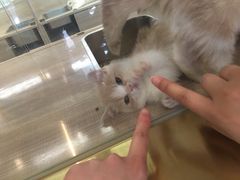 -飞行喵MR PILOT|猫舍·猫咖(静安大融城店)