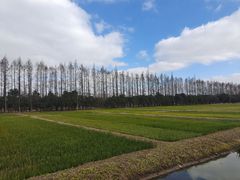 -上海长兴岛郊野公园
