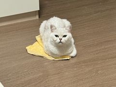 -纳吉亚猫专科动物医院·北北分院