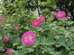 -国家植物园南园