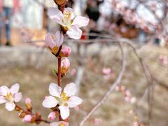 -桃花堤公园