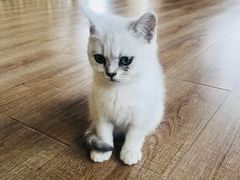 -猫的茶·猫咖