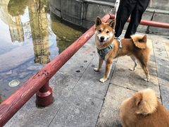 -丹景宠物医院·全科·老年病·牙科(武昌诊疗中心)