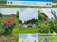-空港花田景区