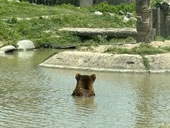 -上海野生动物园