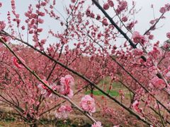 -广富林郊野公园