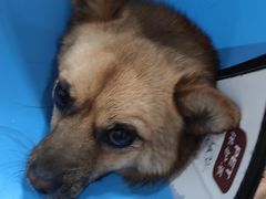 -米苏动物医院·犬猫专科·骨科外科内窥镜