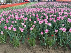 -荷兰花海