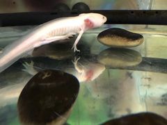 -上海大自然野生昆虫馆(东方明珠·爬宠昆虫探索中心)