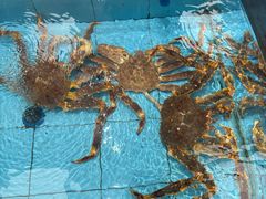 -莆鑫海鲜城(浏河店)