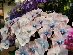 -自由生长植物工作室(深港花卉中心店)