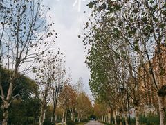 -大渡口区义渡公园