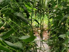 -万源龙顺度假庄园生态观光园