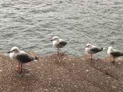 -悉尼歌剧院