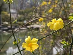 -新虹桥中心花园