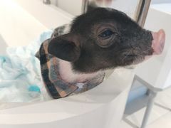 -怪兽屋·羊驼·猫咖·狗咖(俊华广场店)