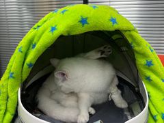-伟伟宠物医院·CT影像中心·瑞派犬猫综合性门诊(汉口总院)