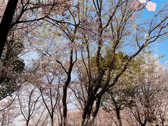 -径山花海