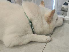 -柴犬小屋·柴餐厅·狗咖食堂(金鼎广场店)