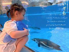 -帝企鹅自助餐厅•儿童岛•真企鹅(长隆企鹅酒店)