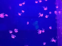 -西安曲江海洋极地公园
