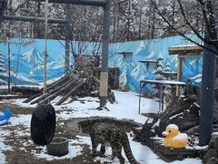 -青藏高原野生动物园