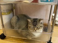 -猫咪派对(江南西店)